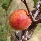 abricot de boulbon