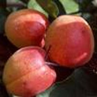 abricot rouge du Roussillon