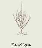 Buisson
