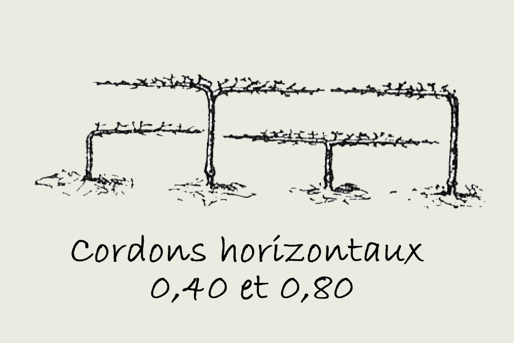 cordons horizontaux 0,40 et 0,80